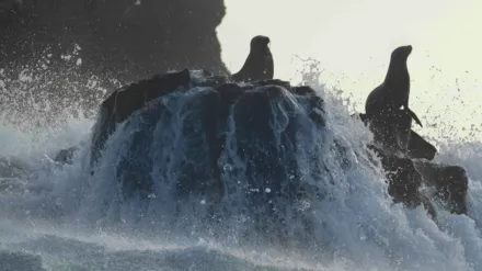 Sea Lions of the Galapagos
