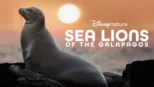 thumbnail - Sea Lions of the Galapagos