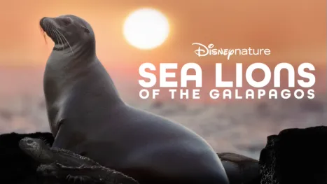thumbnail - Sea Lions of the Galapagos