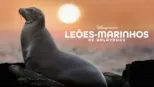 thumbnail - Sea Lions of the Galapagos