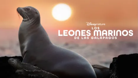 thumbnail - Los leones marinos de las Galápagos