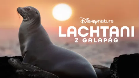 thumbnail - Lachtani Galapág