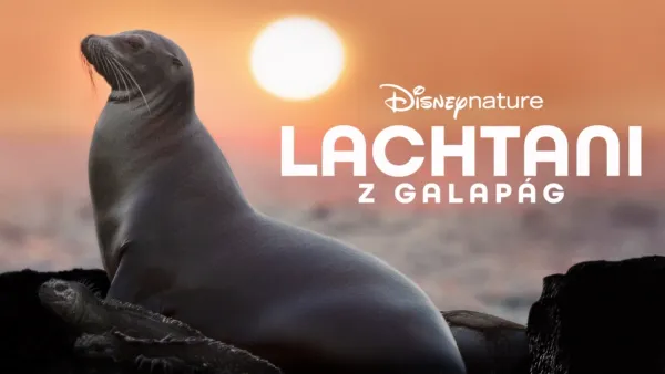 thumbnail - Lachtani Galapág