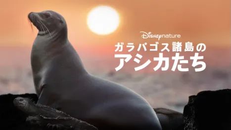 thumbnail - ガラパゴス諸島のアシカたち