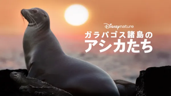 thumbnail - ガラパゴス諸島のアシカたち