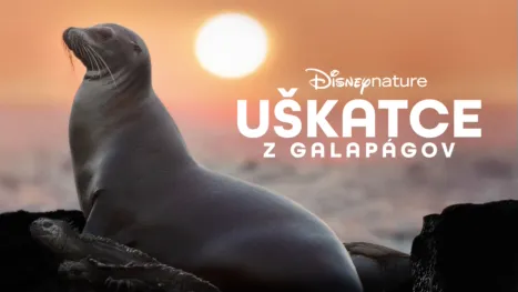 thumbnail - Uškatce z Galapágov