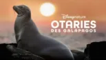 thumbnail - Otaries des Galápagos