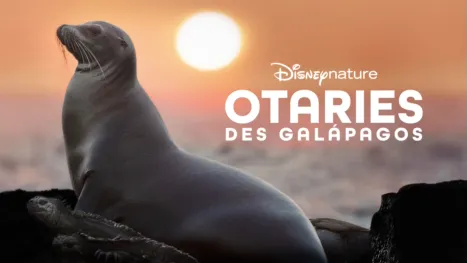 thumbnail - Otaries des Galápagos