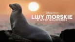 thumbnail - Lwy morskie z wysp Galapagos