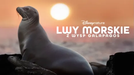 thumbnail - Lwy morskie z wysp Galapagos