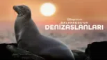 thumbnail - Galapagos'un Denizaslanları