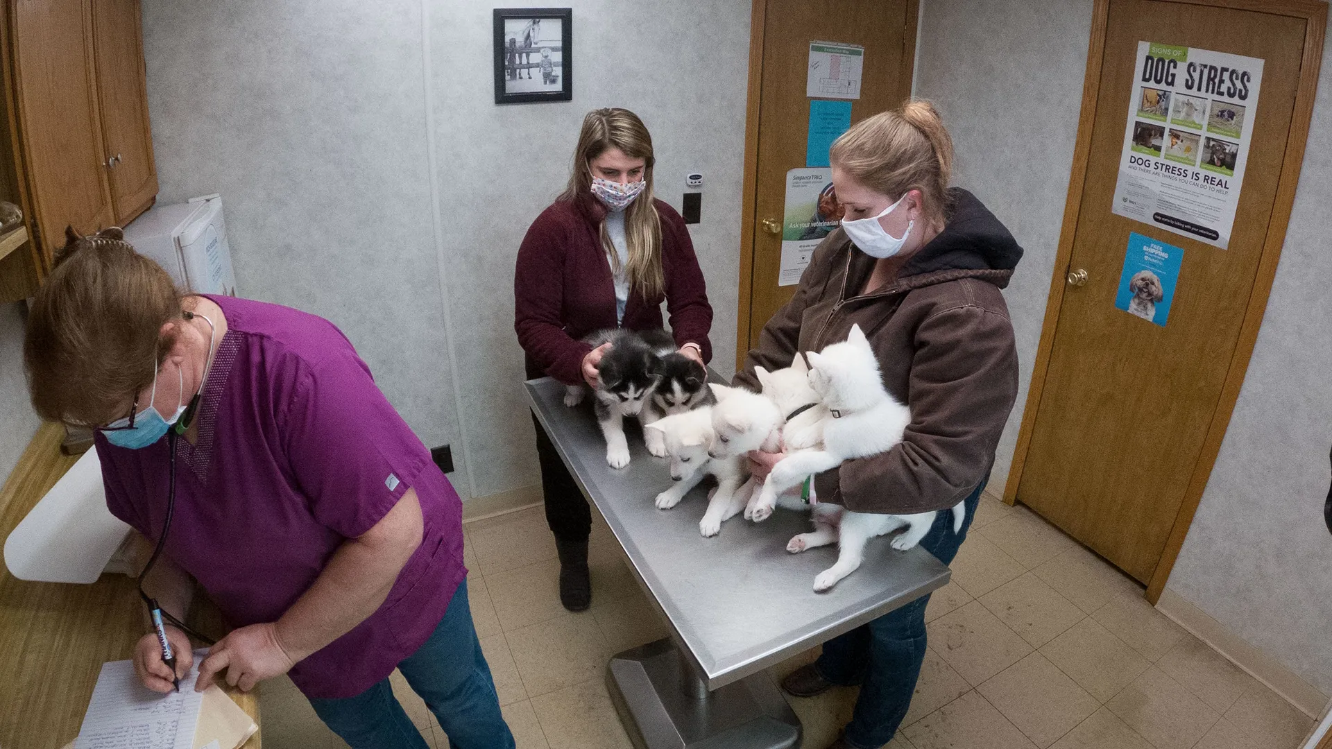 thumbnail - S19:E9 Twenty, Twenty, Twenty Four Puppies To Go!