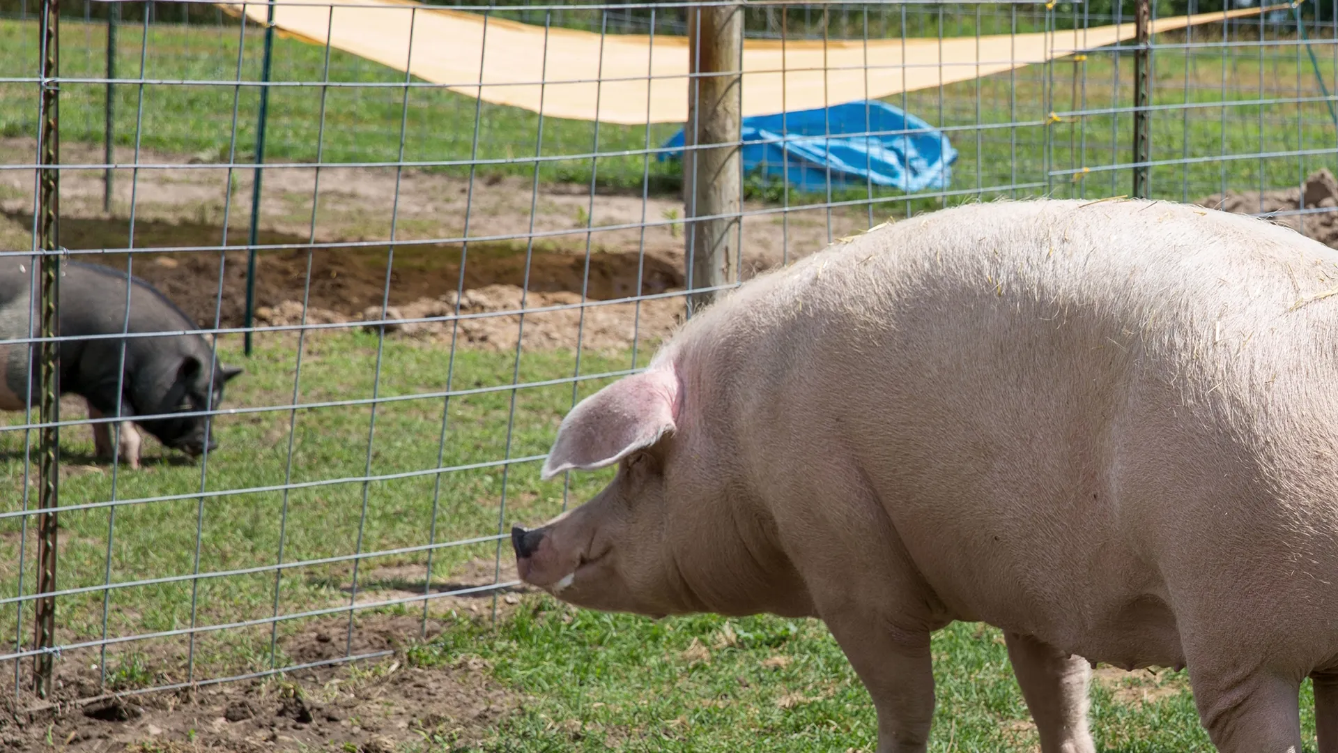 thumbnail - S18:E9 Pig And Small