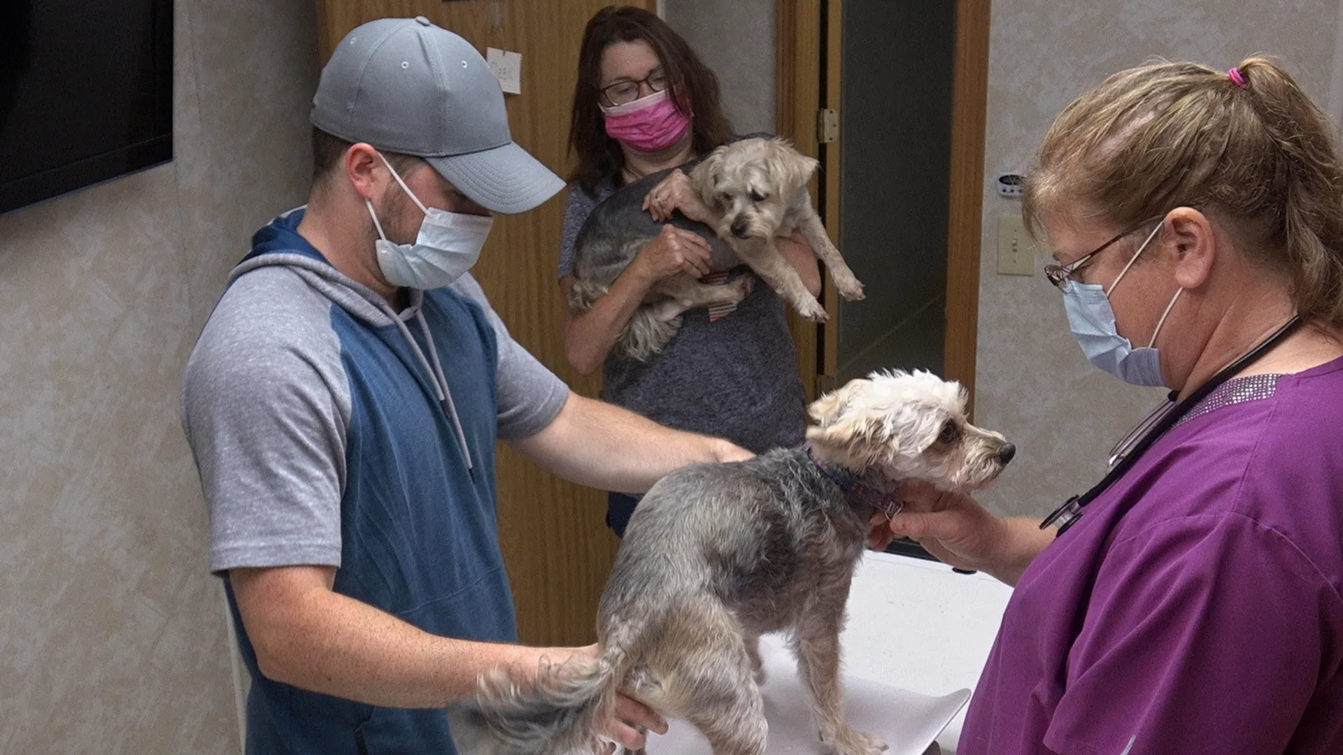 thumbnail - S19:E5 Poodles & Company