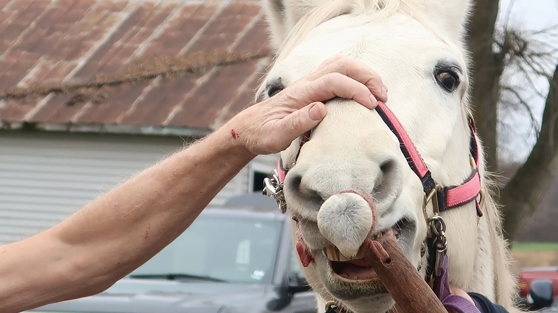 thumbnail - S19:E6 Cold Your Horses