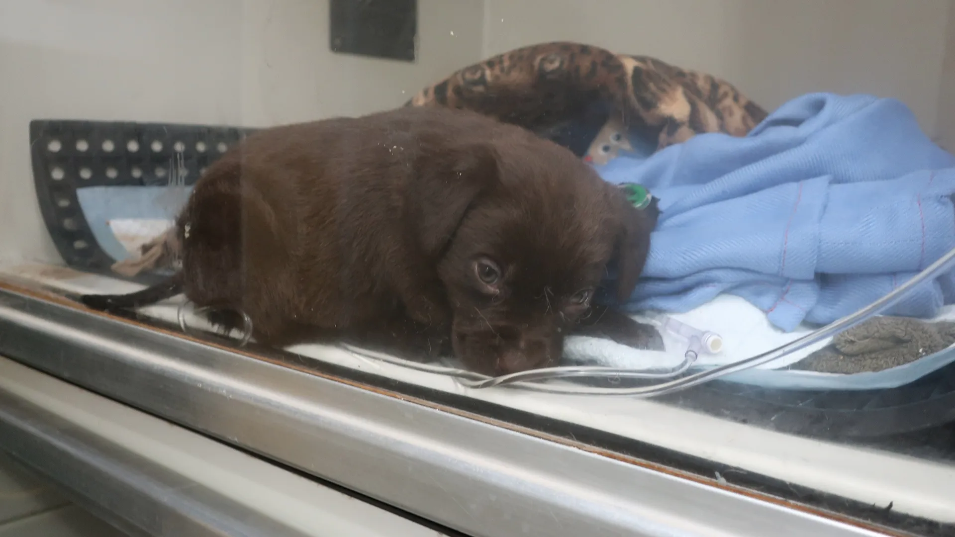 thumbnail - S18:E2 Shiver Me Puppers