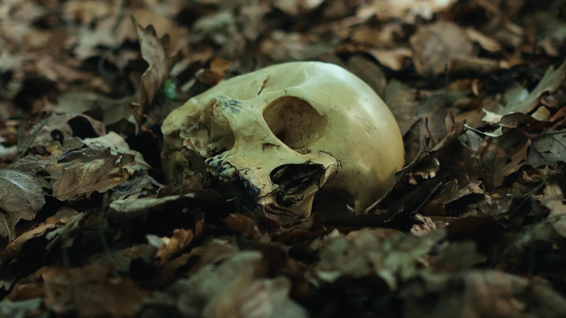 thumbnail - S6:E16 Percy Fawcett and the Lost City of Z
