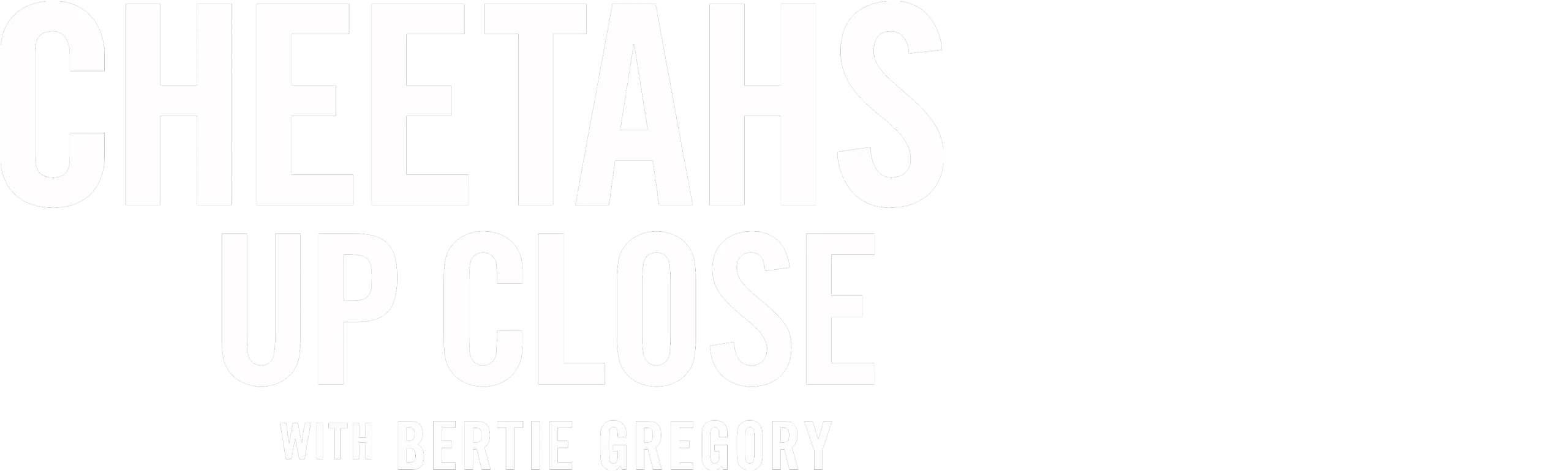 Guepardos en primer plano con Bertie Gregory