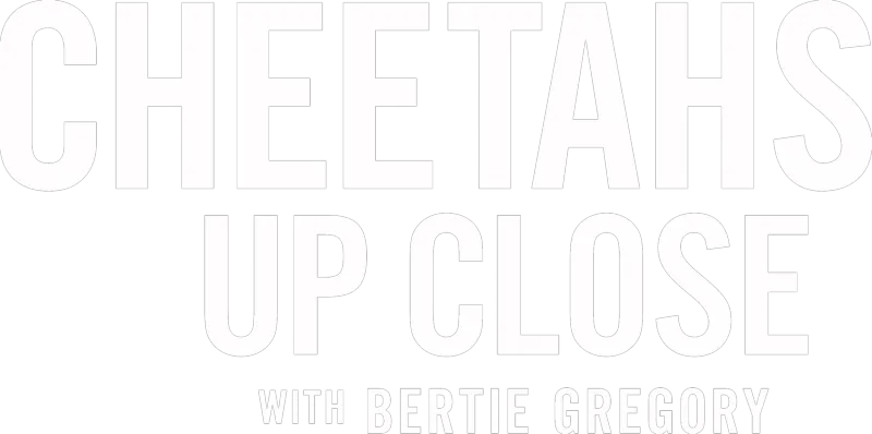 Cheetahs Up Close with Bertie Gregory