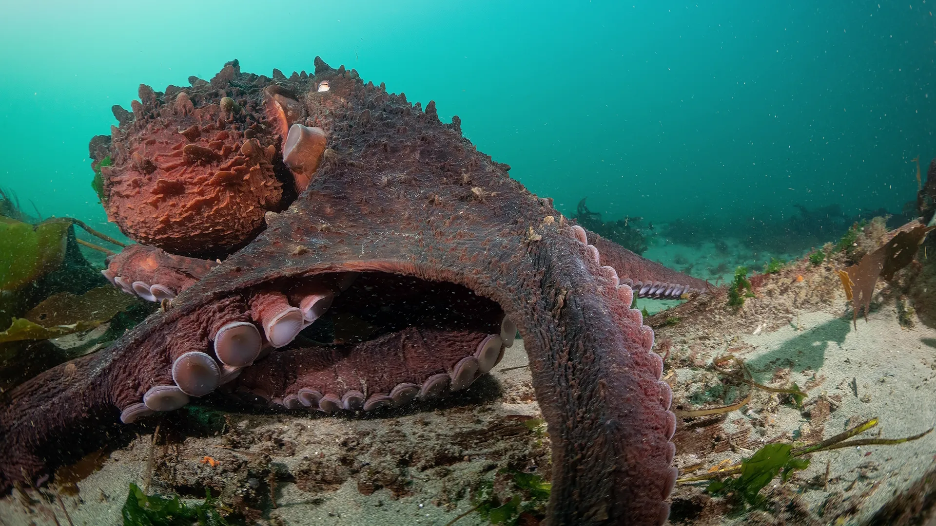 thumbnail - S1:E2 Masterminds