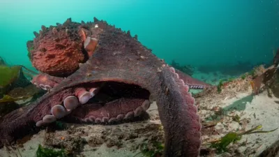 thumbnail - S1:E2 Masterminds