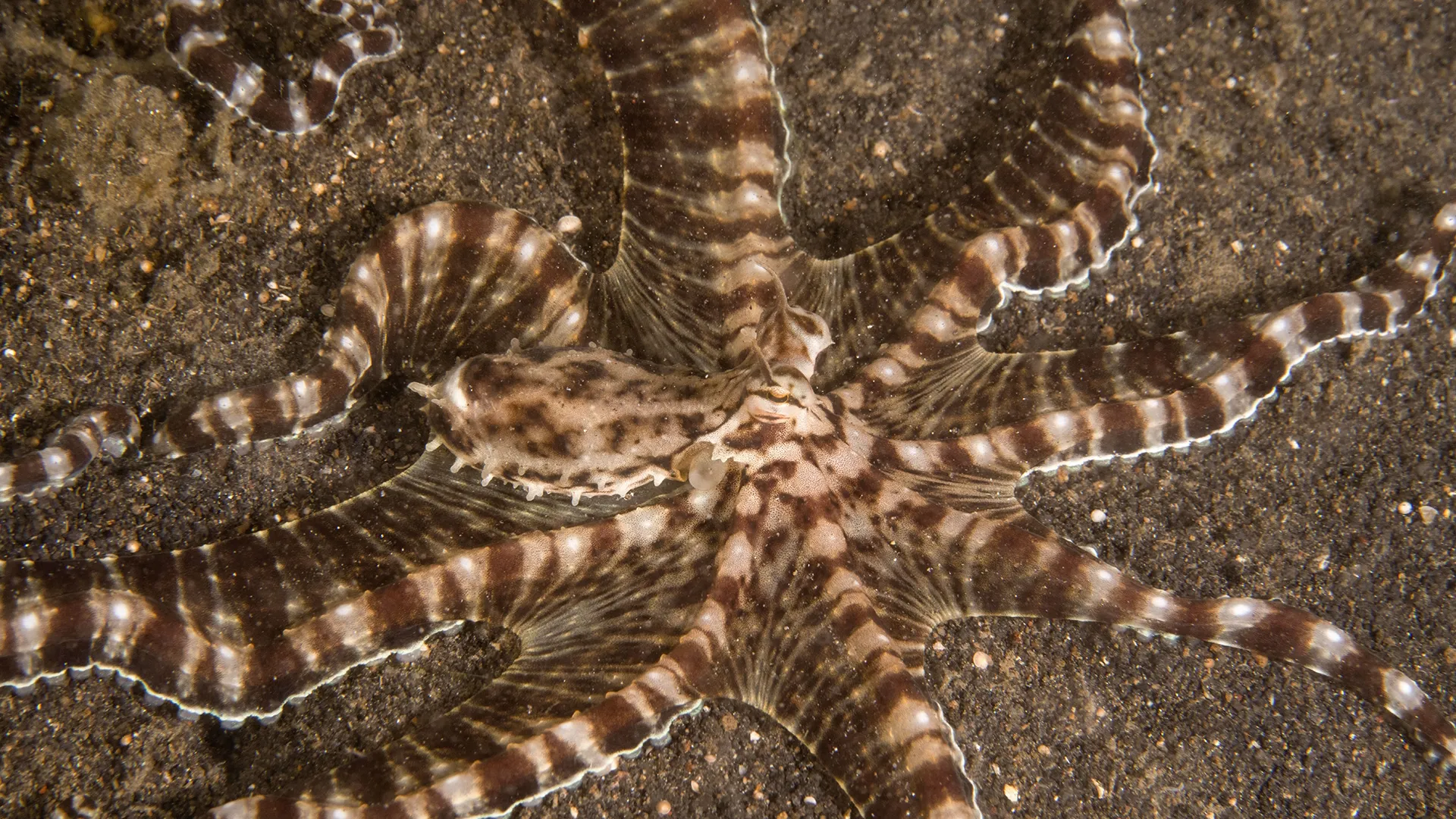 thumbnail - S1:E1 Shapeshifters