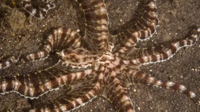 thumbnail - S1:E1 Shapeshifters