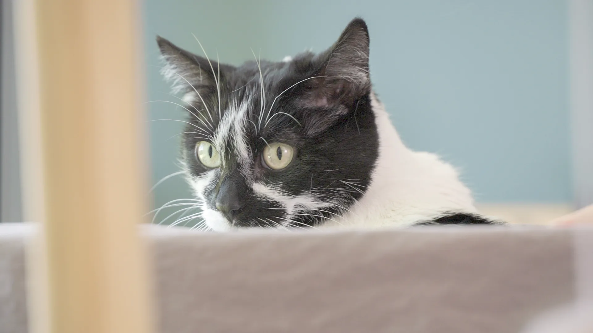 thumbnail - S1:E2 Mitzie Missing a Bitzie