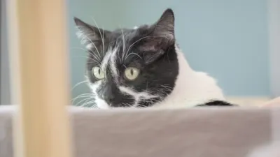 thumbnail - S1:E2 Mitzie Missing a Bitzie