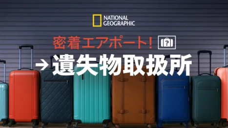 thumbnail - 密着エアポート！遺失物取扱所