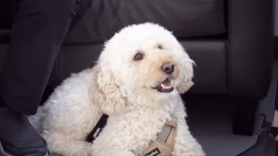 thumbnail - S1:E5 Dog with a Mystery Fever