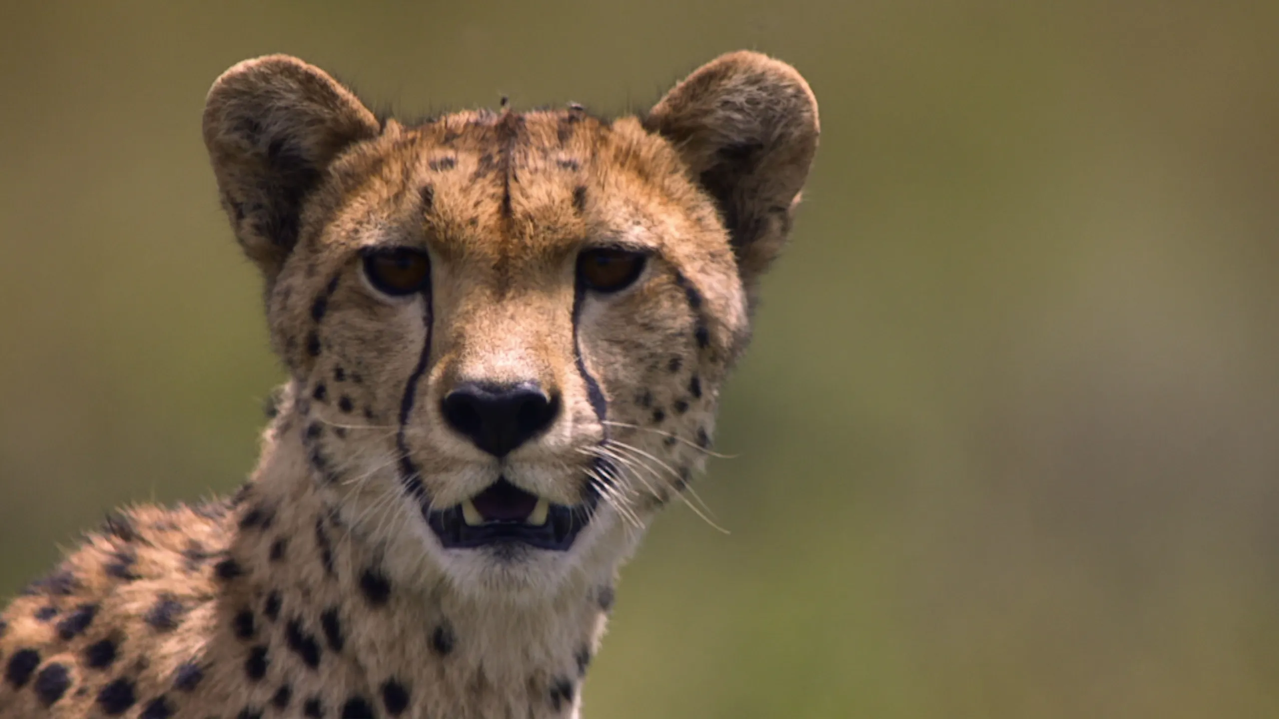 thumbnail - S1:E6 Rhythm of Life