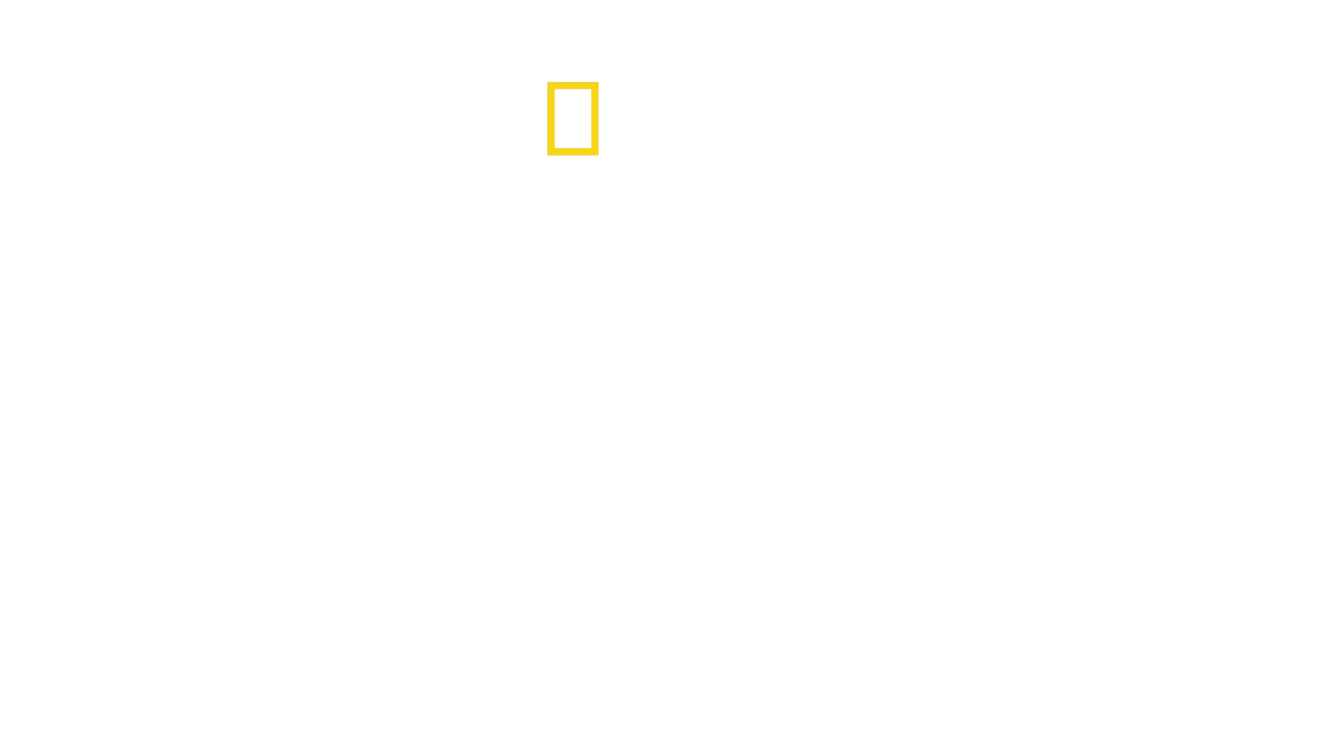 Secrets of the Bees