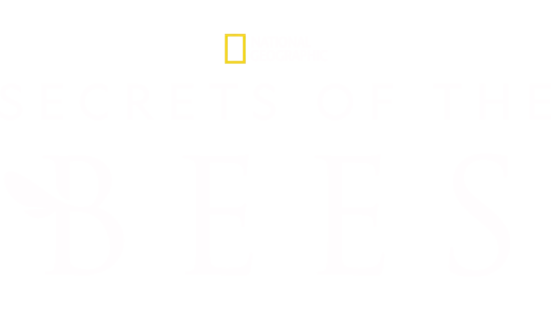 Secrets of the Bees
