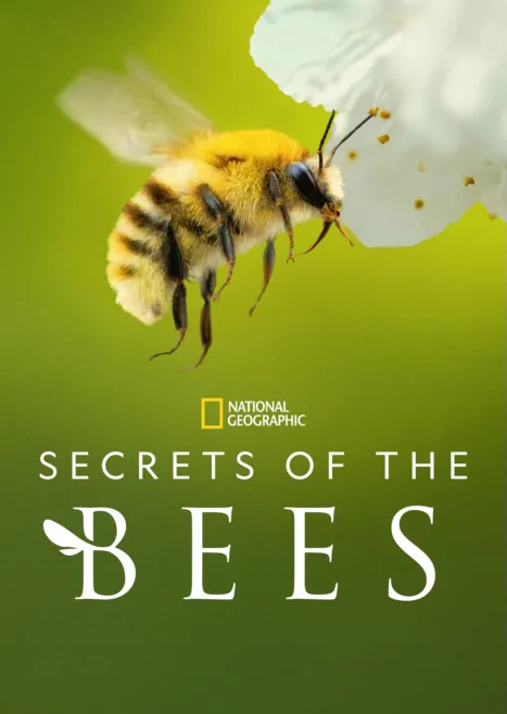 thumbnail - Secrets of the Bees