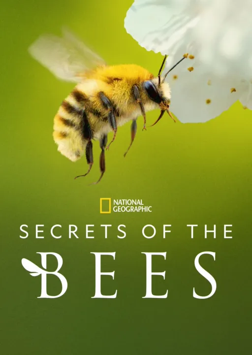 thumbnail - Secrets of the Bees
