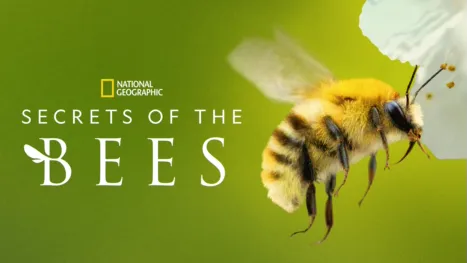thumbnail - Secrets of the Bees