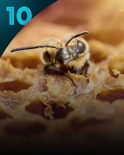 Secretele albinelor