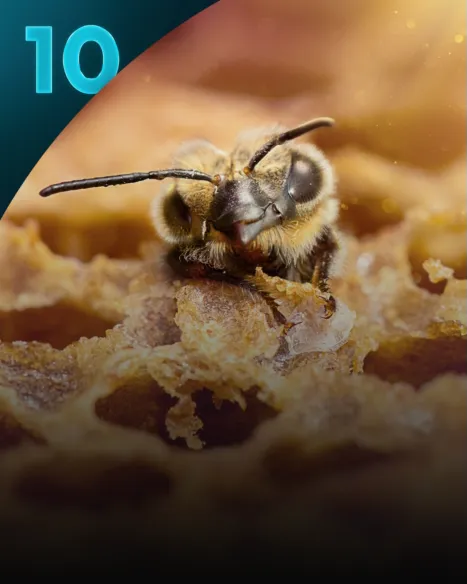 Les Secrets des abeilles