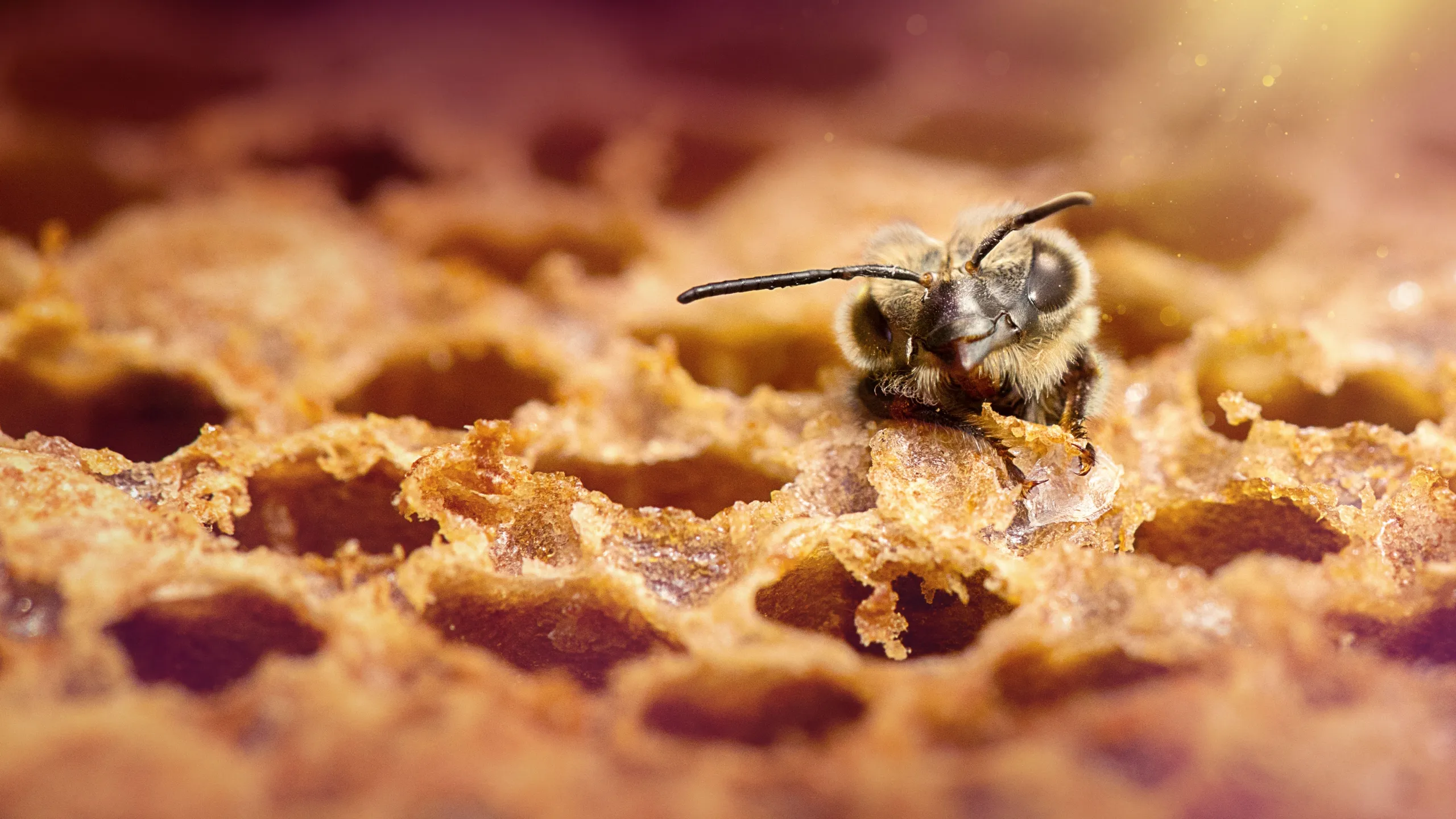 Secrets of the Bees