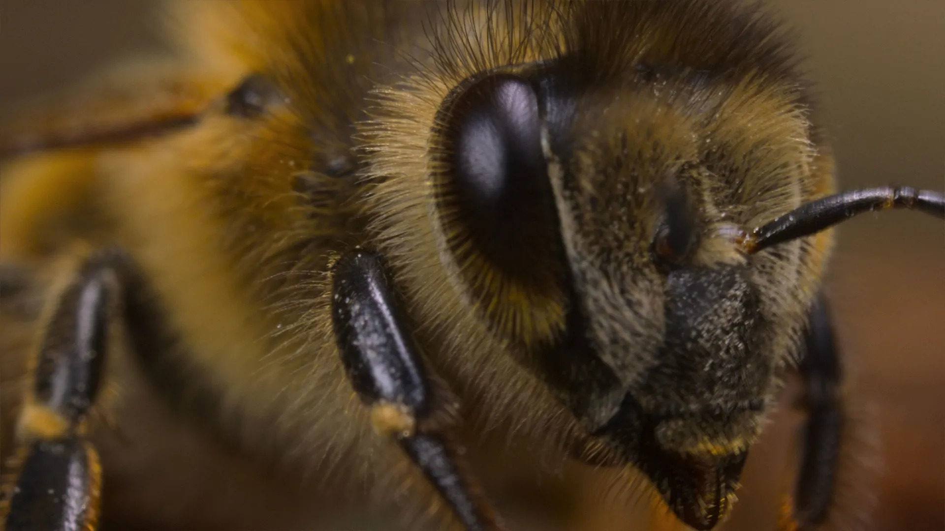 thumbnail - S1:E1 The Hive