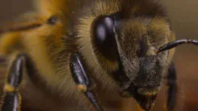 thumbnail - S1:E1 The Hive