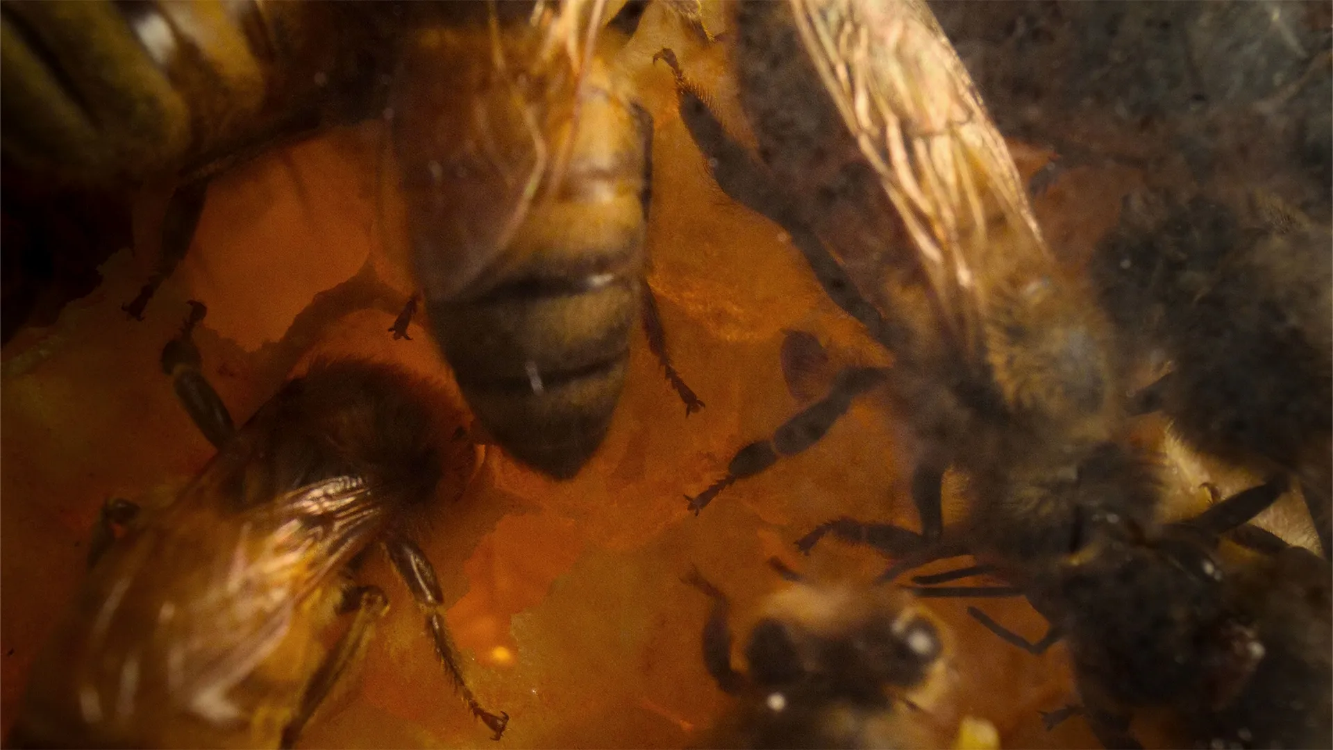 thumbnail - S1:E2 The Pollinators