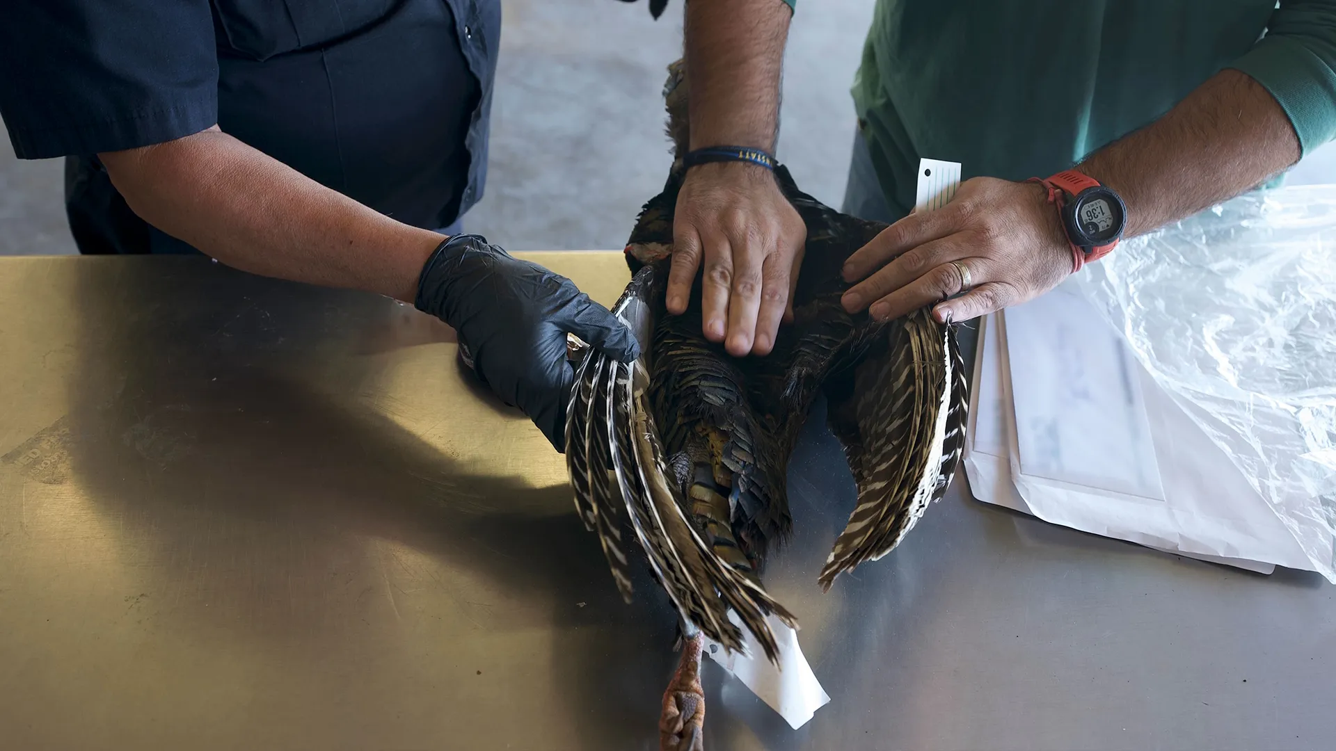 thumbnail - S10:E4 Whole Lotta Blow