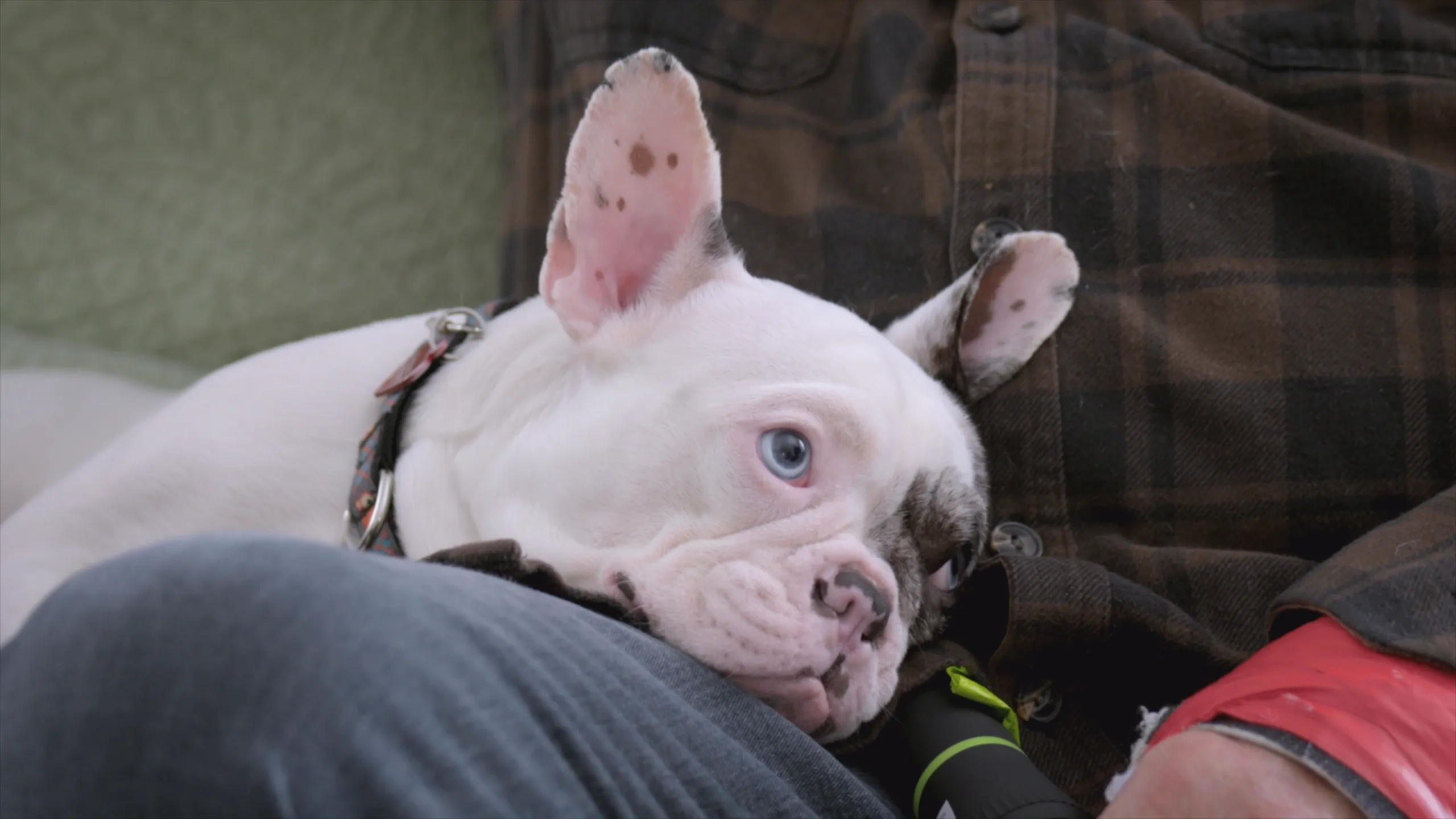 thumbnail - S1:E3 The Dog That Swallowed a Skewer