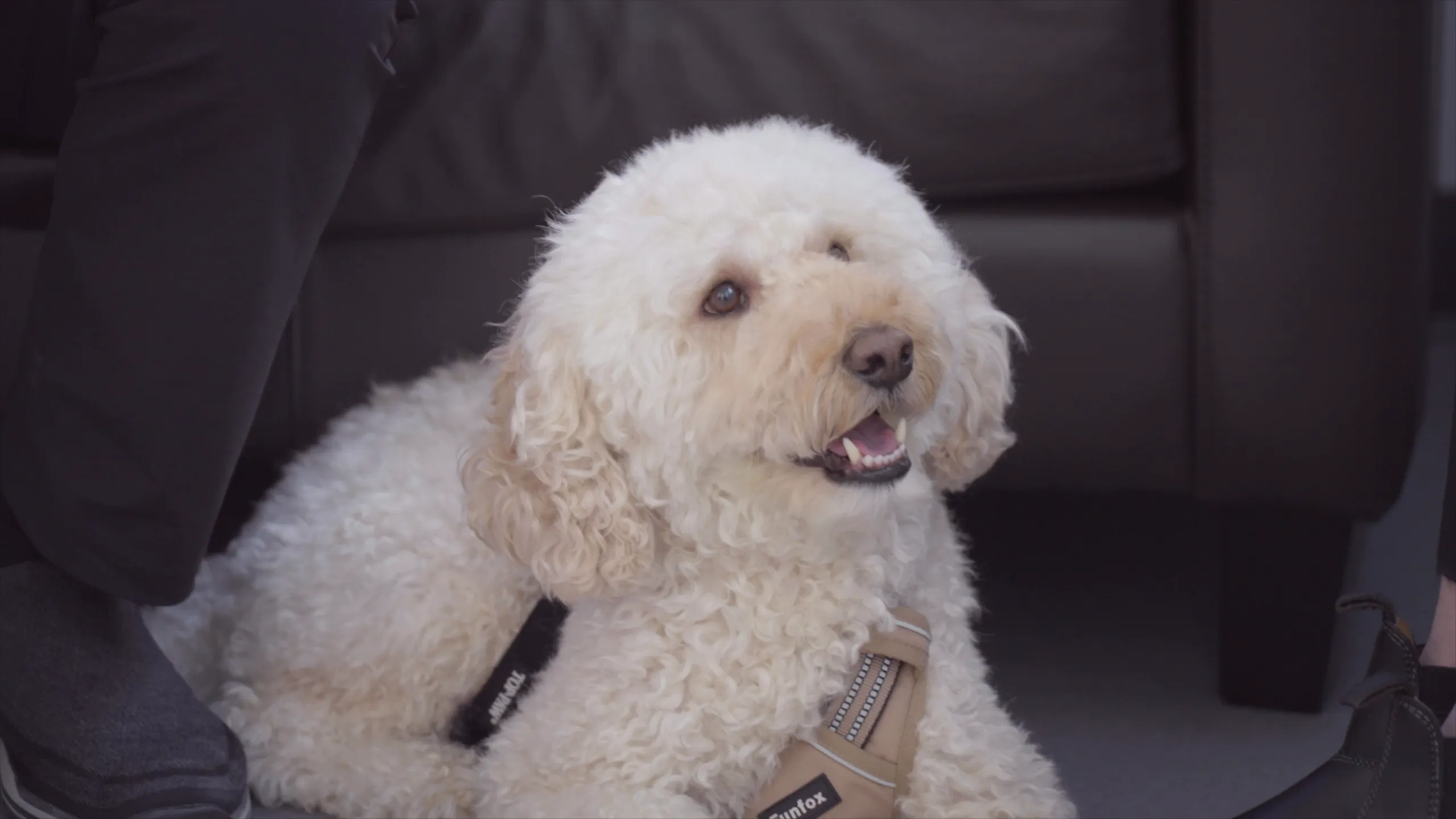 thumbnail - S1:E5 Dog with a Mystery Fever