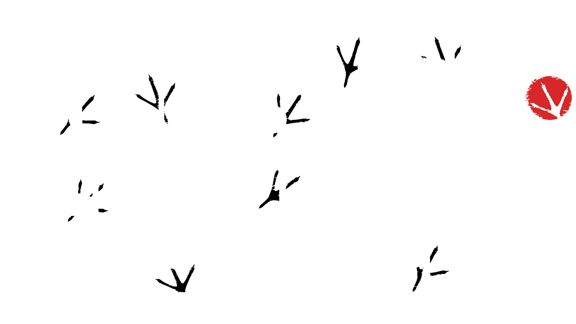 Rooster Fighter
