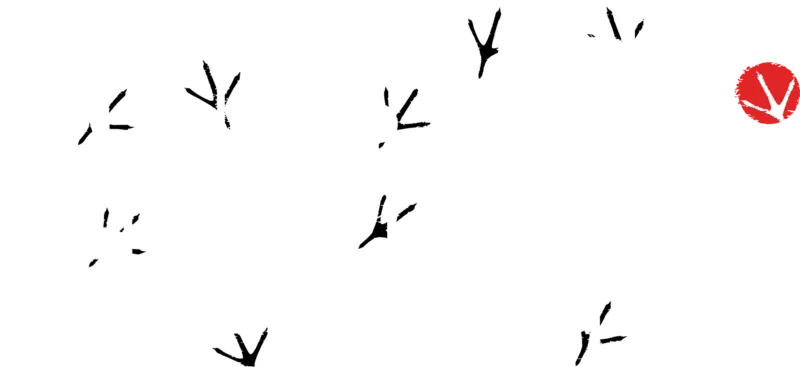 Rooster Fighter