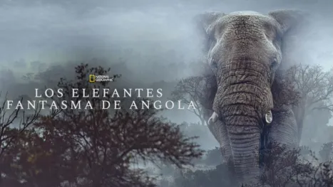 thumbnail - Los elefantes fantasma de Angola