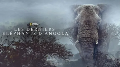 thumbnail - Les derniers éléphants d'Angola